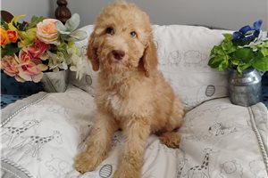 Harmony - Poodle, Standard for sale
