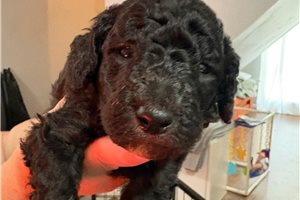 Simu - Poodle, Standard for sale