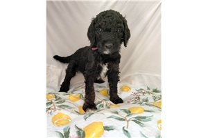 Bryce - Poodle, Standard for sale