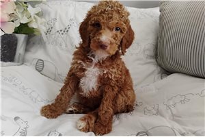 Hope - Poodle, Standard for sale
