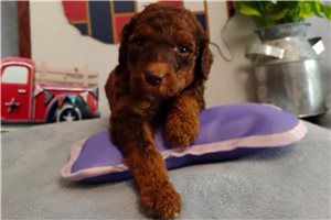 Haven - Poodle, Standard for sale