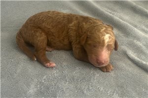 Hudson - Poodle, Standard for sale