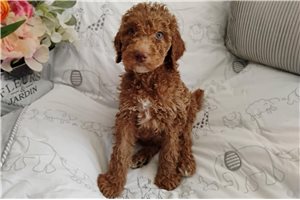 Henry - Poodle, Standard for sale