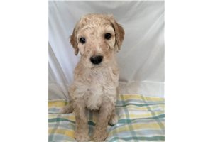 Brody - Poodle, Standard for sale