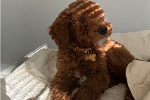 Ivy - puppy for sale