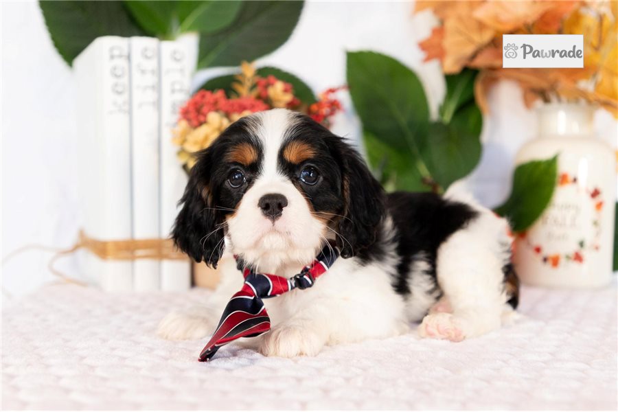 Jaye, male Cavalier King Charles Spaniel puppy for sale