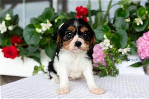 Penny - puppy for sale