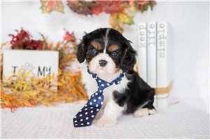 Kevin - Cavalier King Charles Spaniel for sale
