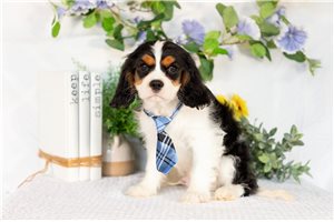 Kingston - Cavalier King Charles Spaniel for sale