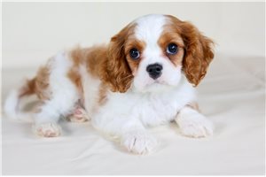 Tate - Cavalier King Charles Spaniel for sale