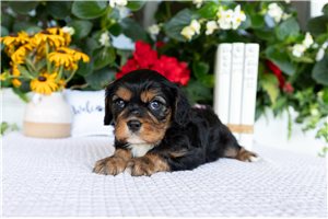 Freya - Cavalier King Charles Spaniel for sale