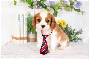 Rick - Cavalier King Charles Spaniel for sale