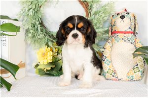 Vinny - Cavalier King Charles Spaniel for sale