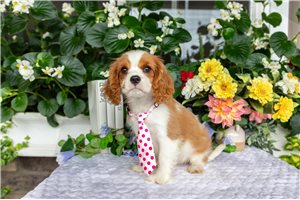 Sonny - Cavalier King Charles Spaniel for sale