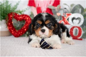 Jethro - Cavalier King Charles Spaniel for sale
