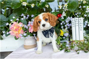 Jamie - Cavalier King Charles Spaniel for sale