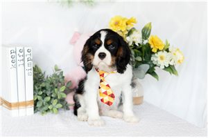 Rick - Cavalier King Charles Spaniel for sale
