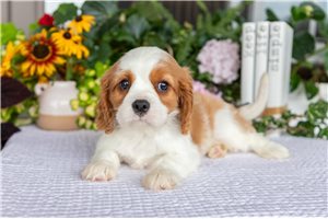 Filly - Cavalier King Charles Spaniel for sale
