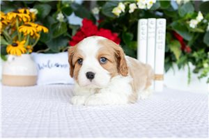 Fenn - puppy for sale