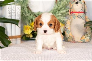 Rick - Cavalier King Charles Spaniel for sale