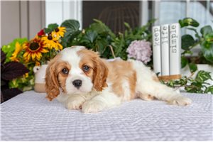 Fenn - Cavalier King Charles Spaniel for sale