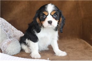 Jack - puppy for sale