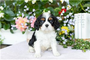 Jaye - Cavalier King Charles Spaniel for sale