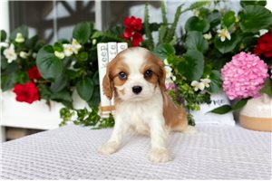 Sonny - puppy for sale