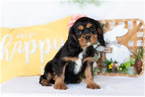Donnie - Cavalier King Charles Spaniel for sale