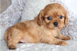 Ruby - Cavalier King Charles Spaniel for sale