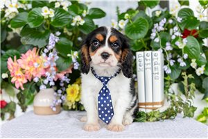 Peter - Cavalier King Charles Spaniel for sale