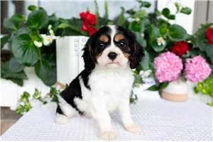Peter - puppy for sale