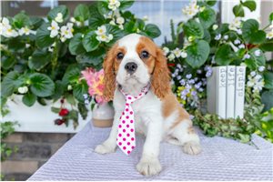 Filly - Cavalier King Charles Spaniel for sale