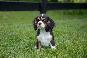 Retha - Cavalier King Charles Spaniel for sale