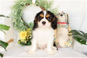 Kingston - Cavalier King Charles Spaniel for sale