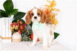 Jenny - Cavalier King Charles Spaniel for sale