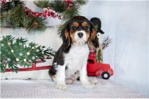 Leopold - Cavalier King Charles Spaniel for sale
