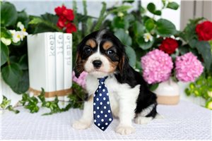 Abel - puppy for sale