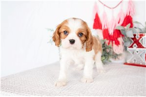 Lewis - Cavalier King Charles Spaniel for sale