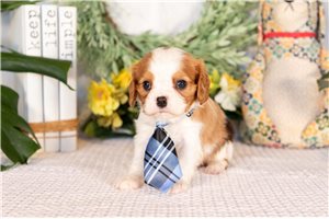 Regis - puppy for sale