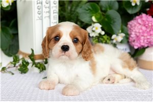 Elodie - Cavalier King Charles Spaniel for sale