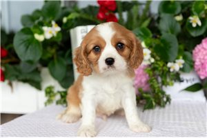 Stanley - Cavalier King Charles Spaniel for sale