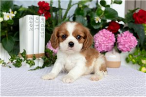Sammy - puppy for sale