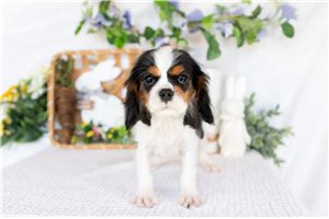Canton - Cavalier King Charles Spaniel for sale