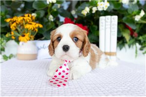 Filly - puppy for sale