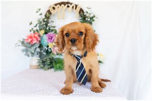 Joey - Cavalier King Charles Spaniel for sale