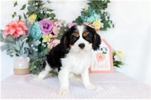 Kingston - puppy for sale