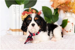 Jaye - Cavalier King Charles Spaniel for sale