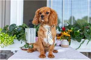 Joey - Cavalier King Charles Spaniel for sale
