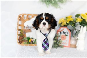 Rick - Cavalier King Charles Spaniel for sale